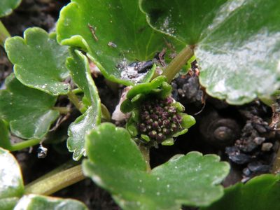 Azorella haastii, photographed by John Barkla