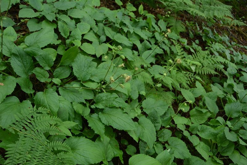 Rugelia nudicaulis, photographed by Siddarth Machado