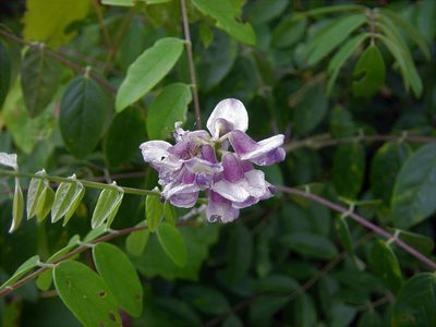 Wisteria frutescens, photographed by Patty Mitchum