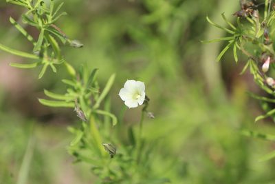 Ipomoea costellata, photographed by José Belem Hernández Díaz