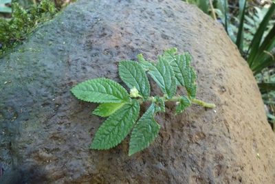 Elatostema stipitatum, photographed by Colin Meurk