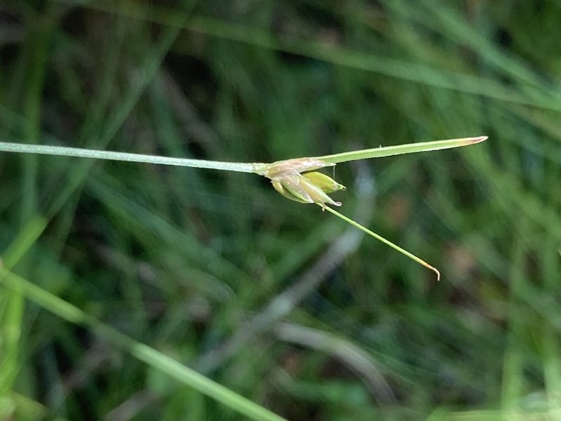 Carex trisperma, photographed by er-birds