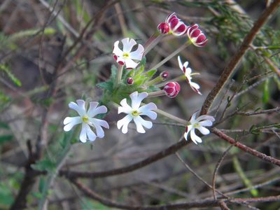 Zaluzianskya capensis, photographed by Tim Kirsten