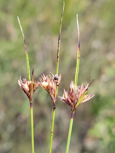 Scleria georgiana, photographed by Jay Horn