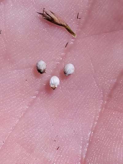 Scleria georgiana, photographed by Jay Horn