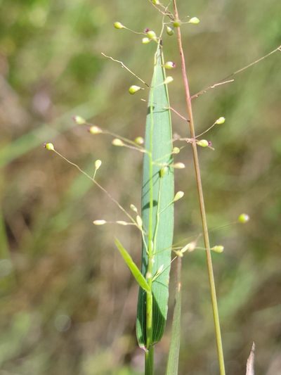 Dichanthelium caerulescens, photographed by Jay Horn