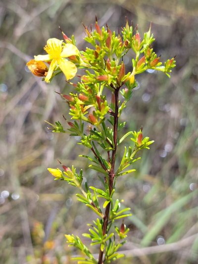 Hypericum limosum, photographed by Jay Horn