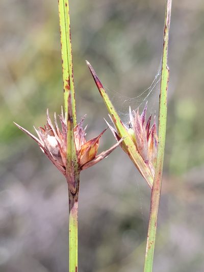 Scleria baldwinii, photographed by Jay Horn