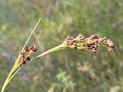 Rhynchospora microcarpa, photographed by Jay Horn