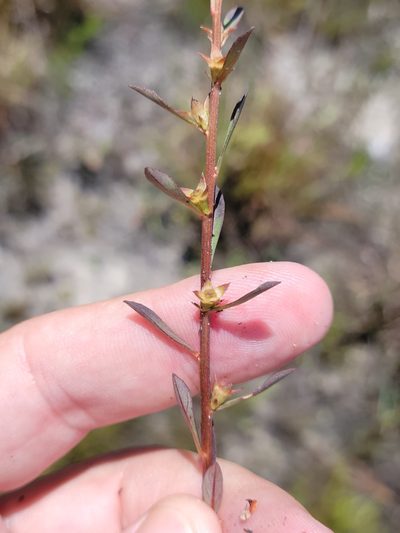 Ludwigia curtissii, photographed by Jay Horn