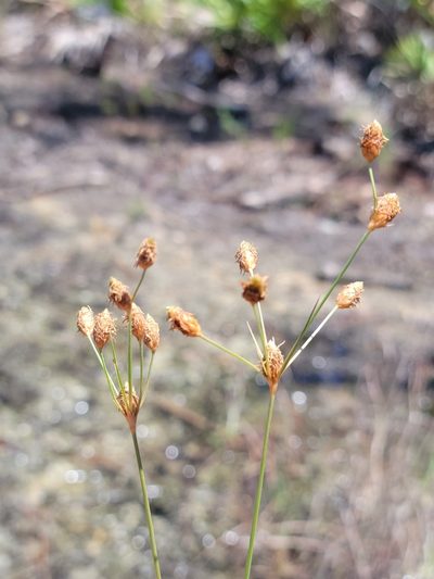 Fimbristylis caroliniana, photographed by Jay Horn