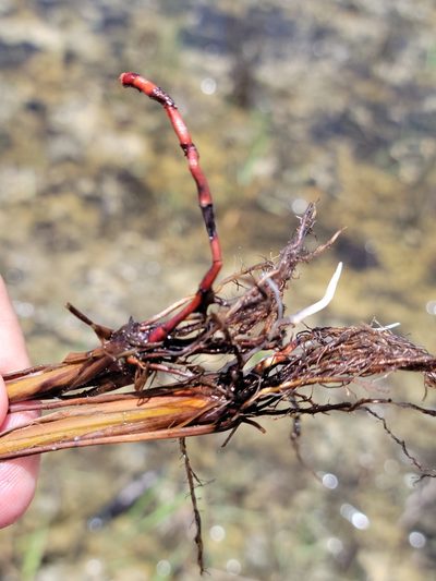 Fimbristylis caroliniana, photographed by Jay Horn