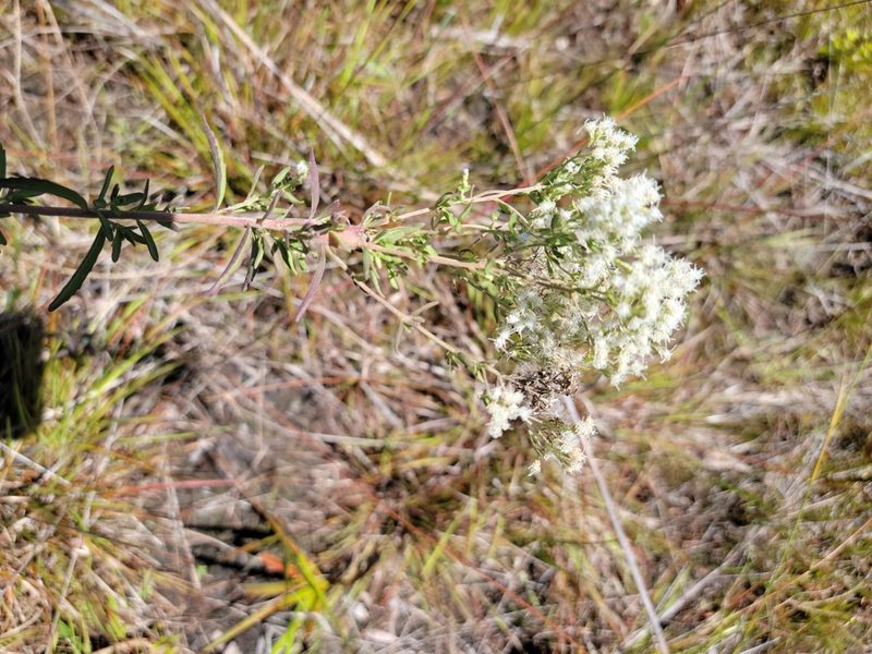 Eupatorium mohrii, photographed by Jay Horn