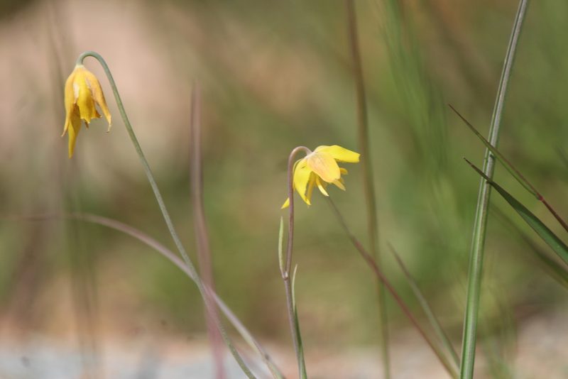Calochortus barbatus, photographed by José Belem Hernández Díaz