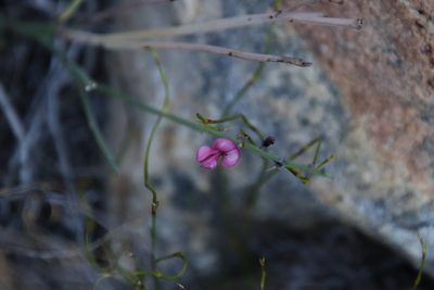 Indigofera gifbergensis, photographed by Tony Rebelo