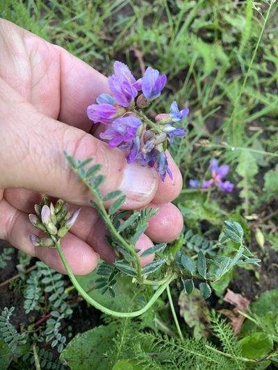 Astragalus hallii, photographed by Northcut