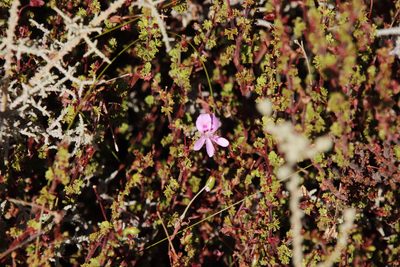 Pelargonium englerianum, photographed by Tony Rebelo