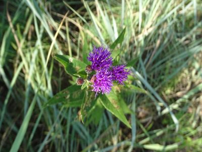 Vernonia baldwinii, photographed by Nathan May