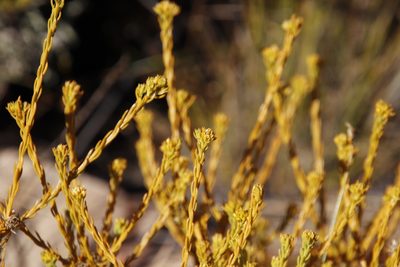 Thesium carinatum, photographed by Tony Rebelo