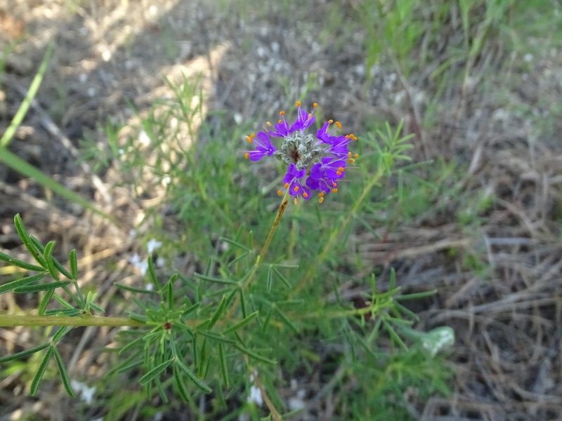 Dalea compacta, photographed by Nathan May