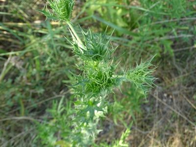 Eryngium leavenworthii, photographed by Nathan May