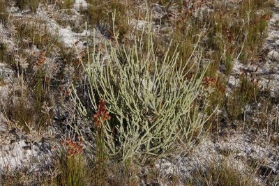 Leucadendron dubium, photographed by Tony Rebelo