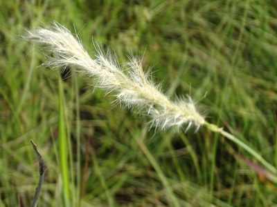 Bothriochloa torreyana, photographed by Nathan May