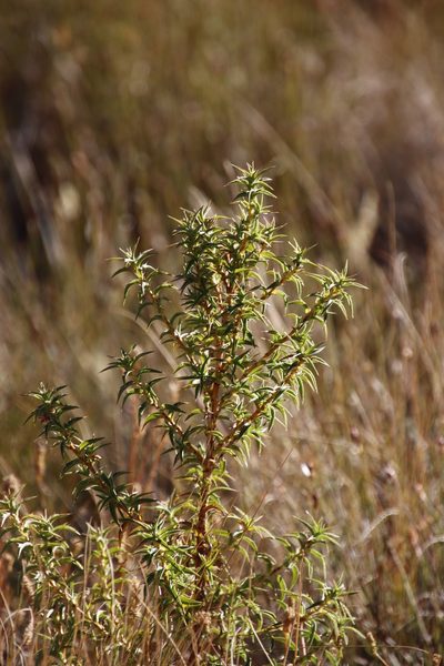 Cliffortia acanthophylla, photographed by Tony Rebelo