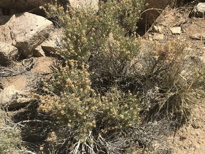 Ericameria teretifolia, photographed by Ryan Donnelly