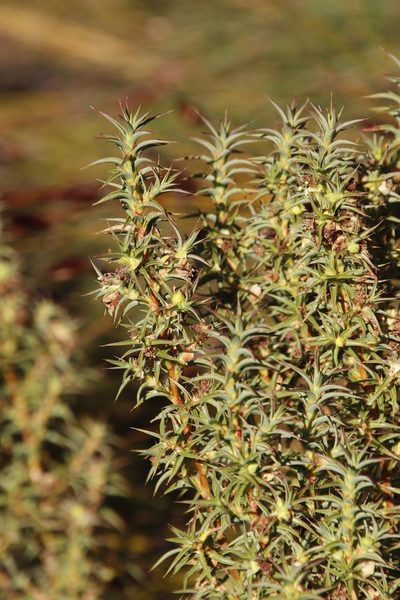 Cliffortia acanthophylla, photographed by Tony Rebelo