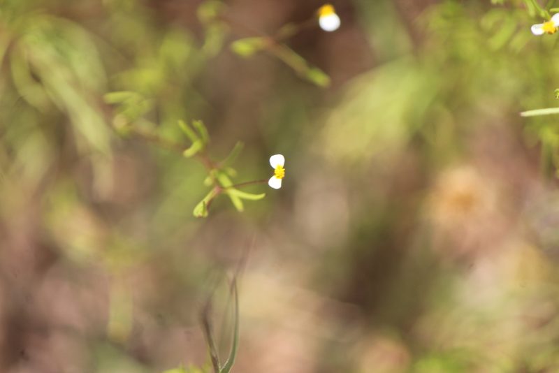 Tagetes micrantha, photographed by José Belem Hernández Díaz