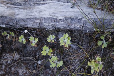 Lidbeckia quinqueloba, photographed by Tony Rebelo