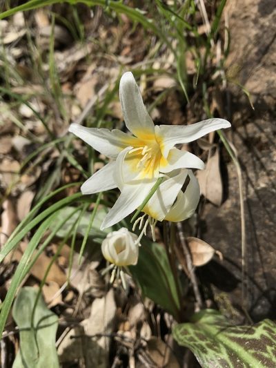 Erythronium multiscapideum, photographed by Sarah Angulo