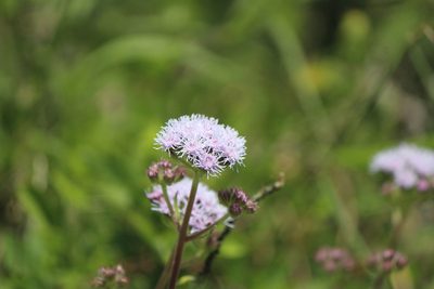 Ageratum corymbosum, photographed by José Belem Hernández Díaz