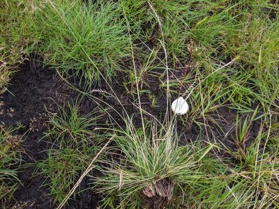 Nardus stricta, photographed by verazea