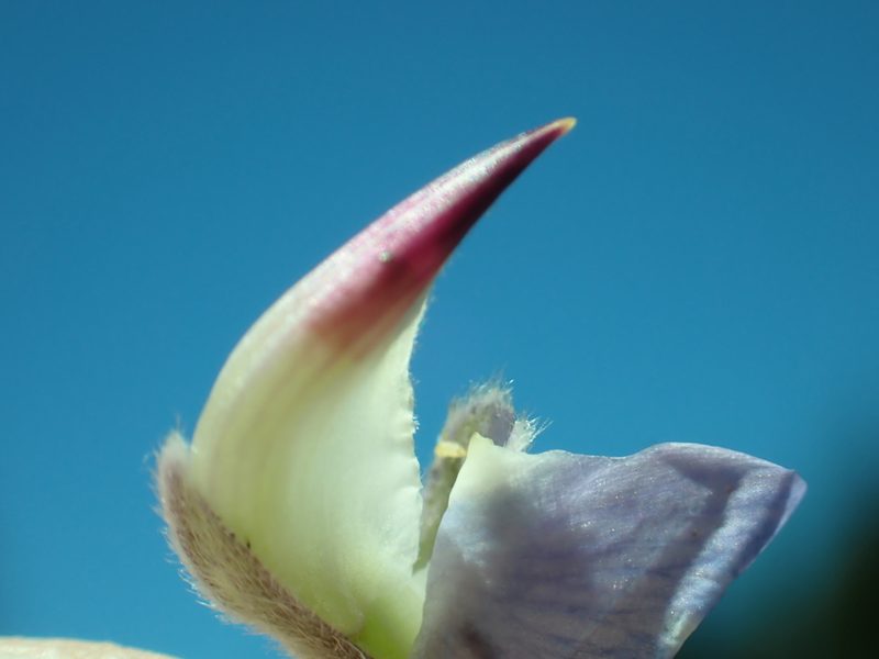 Lupinus obtusilobus, photographed by Steve Woodward