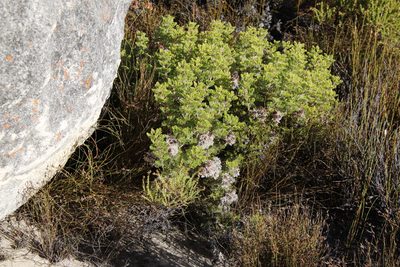 Serruria aitonii, photographed by Tony Rebelo