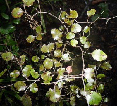 Nothofagus truncata, photographed by Sunita Singh