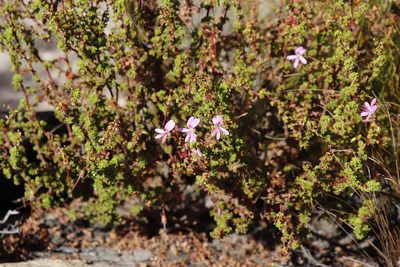 Pelargonium englerianum, photographed by Tony Rebelo