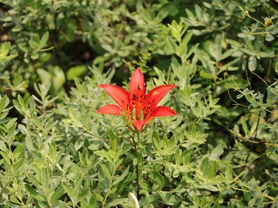 Lilium philadelphicum, photographed by Jake McCumber
