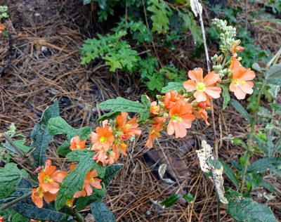Sphaeralcea fendleri, photographed by Andrew Tree