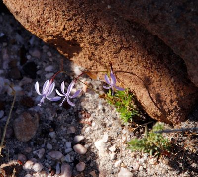 Prismatocarpus diffusus, photographed by Tony Rebelo