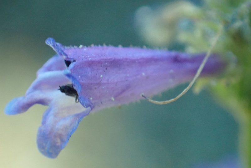 Penstemon gracilentus, photographed by Steve Woodward