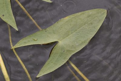 Sagittaria cuneata, photographed by Braden J. Judson