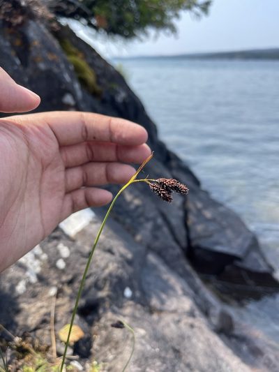 Carex atratiformis, photographed by Brandon Corder