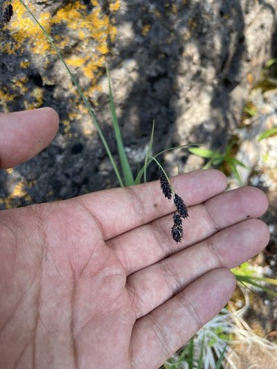 Carex atratiformis, photographed by Brandon Corder