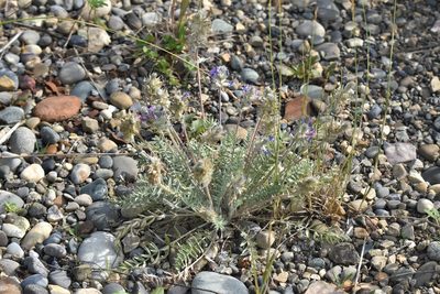 Oxytropis splendens, photographed by Braden J. Judson