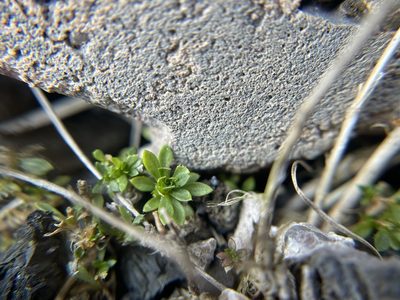 Draba glabella, photographed by Brandon Corder