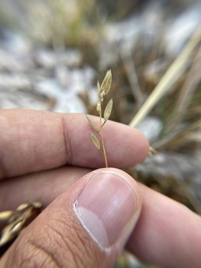 Draba glabella, photographed by Brandon Corder