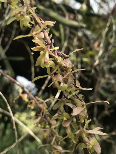 Epidendrum moritzii, photographed by Nicolás Baresch Uribe